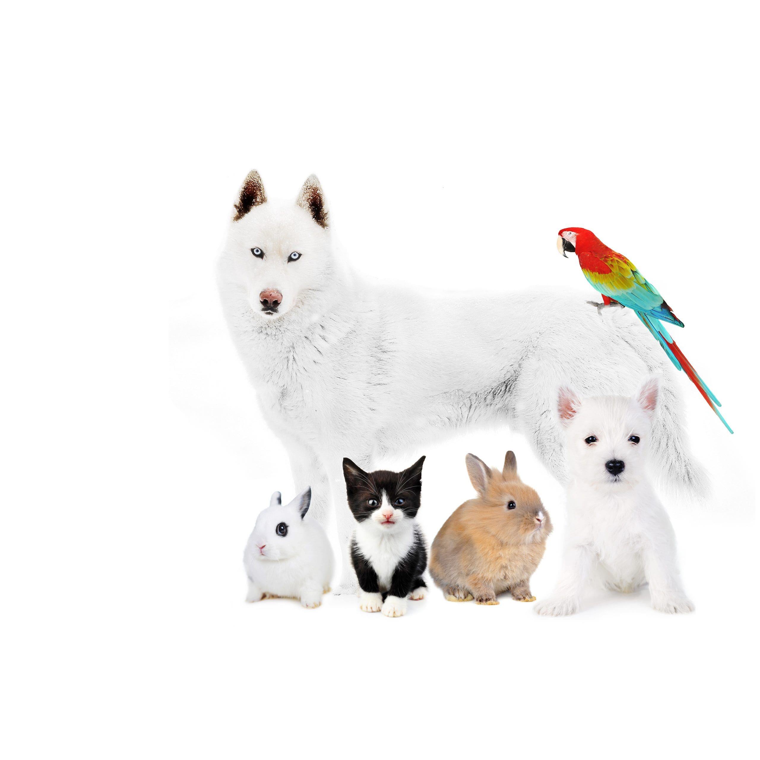 Animal allergy