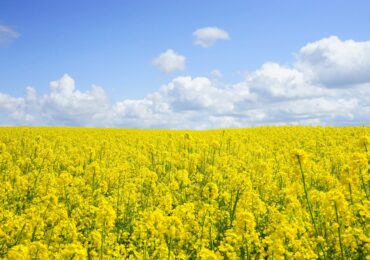 Pollen Food Syndrome