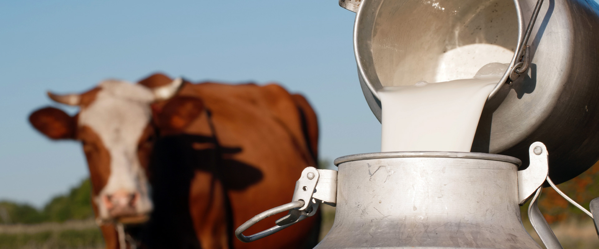 cow's milk allergy